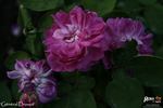 Général Drouot rose photo