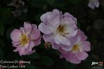 Geheimrat Dr. Mittweg rose photo