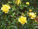Gelber Engel ® rose photo