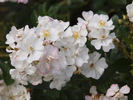 Golf rose photo