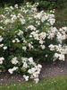 Golf rose photo