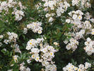 Golf rose photo
