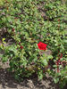 Pride of England rose photo
