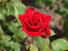 Pride of England rose photo