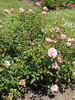 Sommerwind ® rose photo