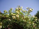 Perpetually Yours rose photo