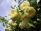 Perpetually Yours rose photo
