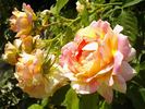 Rose des Cisterciens rose photo