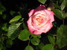 Show Stopper™ rose photo