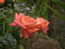 Flamenco rose photo