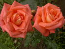 Flamenco rose photo
