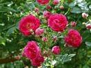 Lilliput rose photo