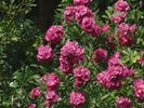 Lilliput rose photo