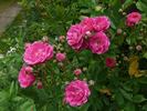 Lilliput rose photo
