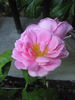 Lady Somers rose photo
