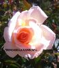 Brindabella Rainbow rose photo