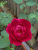 Herbert Brunning rose photo