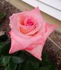 Here's Gert rose photo