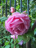 Lady Somers rose photo