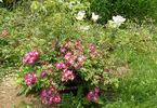 Ckollo rose photo