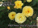 HRH Prince Paul of Yugoslavia rose photo