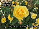 HRH Prince Paul of Yugoslavia rose photo