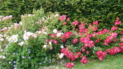 Laurent Nicolas rose photo