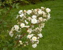 Hedi Grimm rose photo