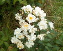 Hedi Grimm rose photo