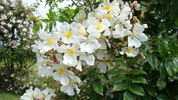 Louis' Rambler rose photo