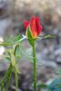 Pechtold's Flame rose photo