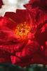Pechtold's Flame rose photo