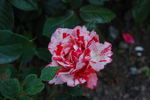 Twist 'n' Twirl rose photo