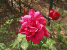 Herbert Brunning rose photo