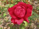 Herbert Brunning rose photo