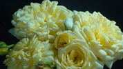 Casino ® rose photo