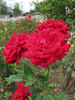 Lubra rose photo
