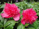 Stoplight peony photo