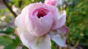 Clotilde Soupert, Cl. rose photo