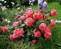 Uetersens Rosenkönigin rose photo