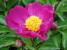 Sinjiangensis peony photo