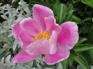 Sinjiangensis peony photo