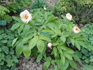 <i>P. daurica</i> ssp. <i>wittmanniana</i> peony photo