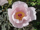 Aboukyu peony photo