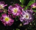 Verdi rose photo