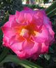 Givenchy rose photo