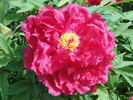 Asahi-minato peony photo