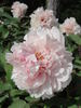 Carnea Plena peony photo