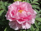 Hana-asobi peony photo