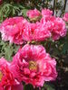 Higurashi peony photo